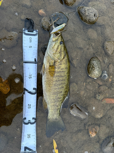 スモールマウスバスの釣果