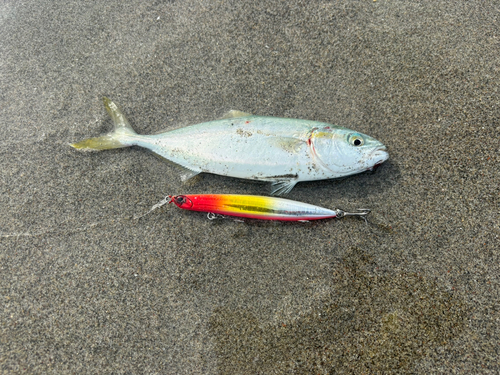 ワカシの釣果