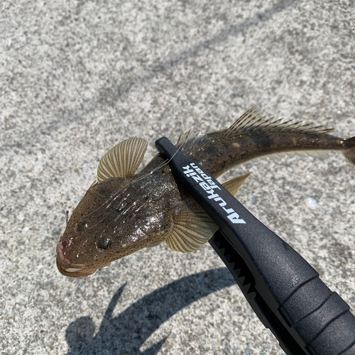 コチの釣果