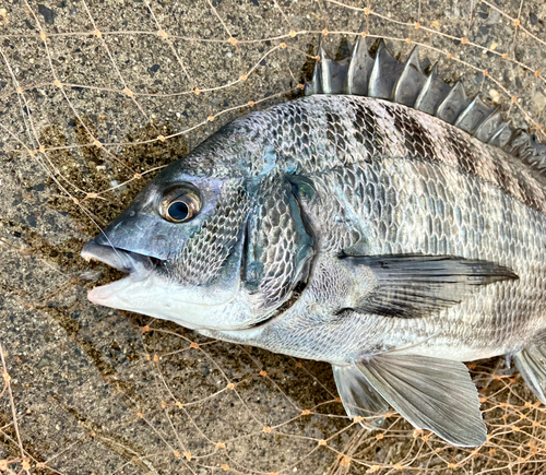 クロダイの釣果