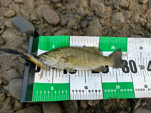 スモールマウスバスの釣果