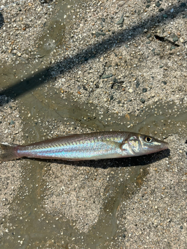 シロギスの釣果