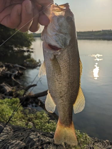 ラージマウスバスの釣果