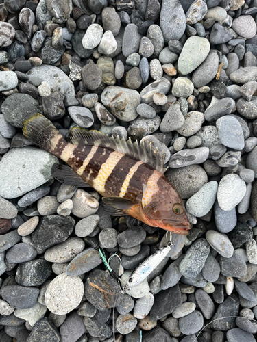 マハタの釣果