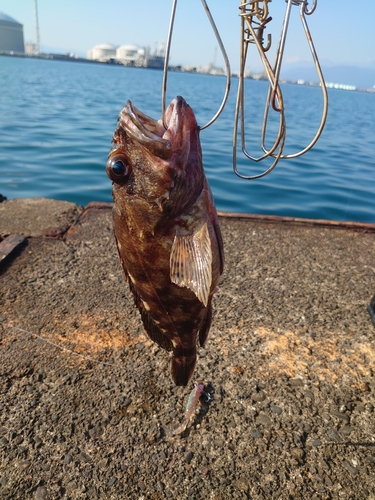 カジカの釣果