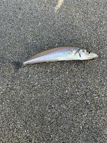 キスの釣果