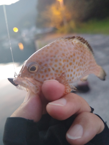 オオモンハタの釣果