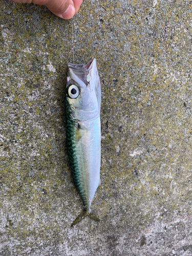 マサバの釣果