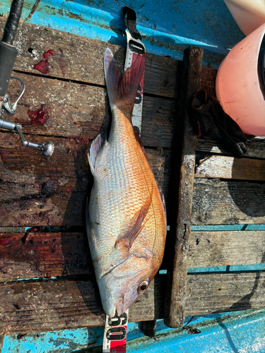 タイの釣果