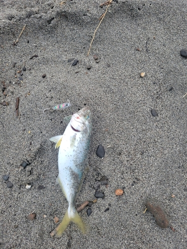 ワカシの釣果