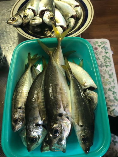 アジの釣果