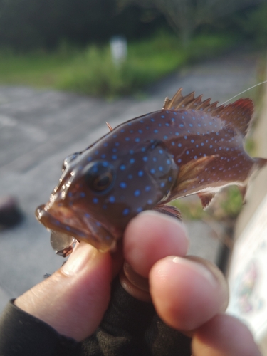 スジアラの釣果