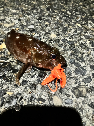 カサゴの釣果