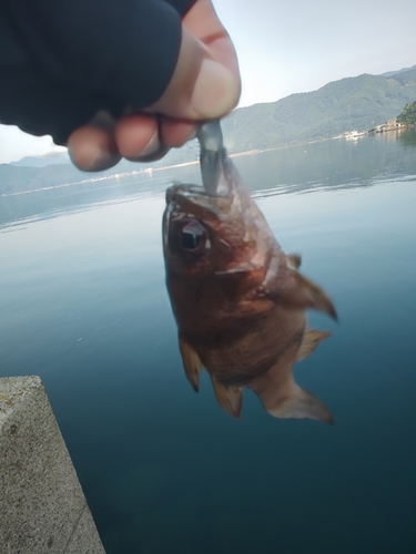 ヨコスジイシモチの釣果