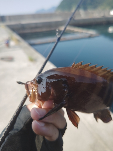 ヤミハタの釣果