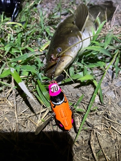 ナマズの釣果