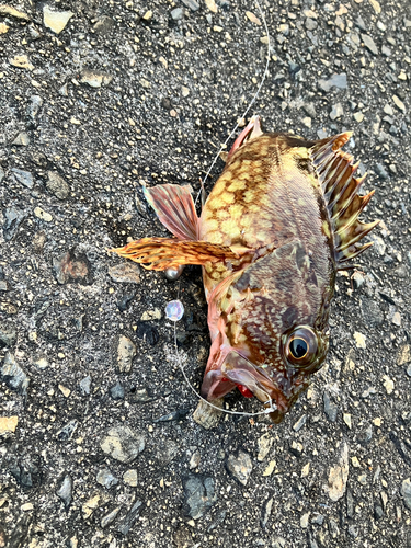 カサゴの釣果