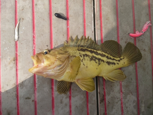 シマソイの釣果