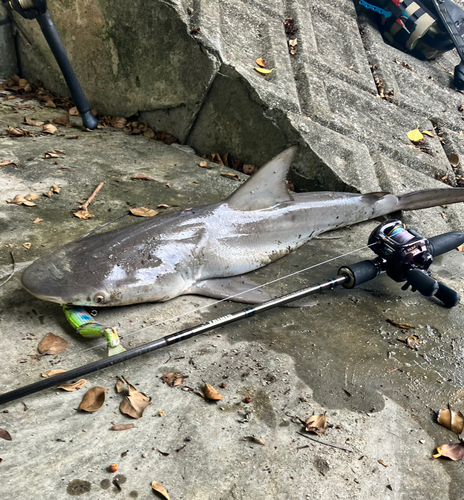 サメの釣果