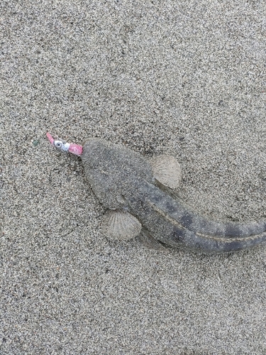 マゴチの釣果