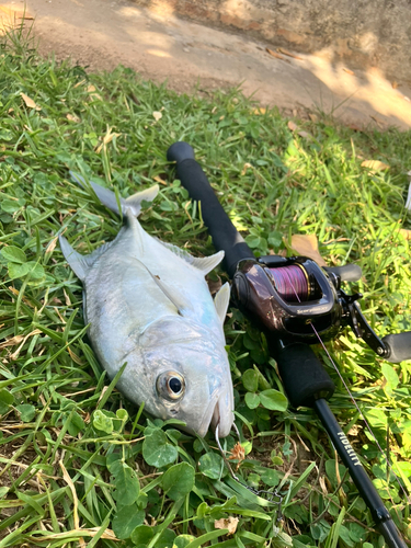 メッキの釣果