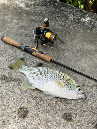 オオクチユゴイの釣果