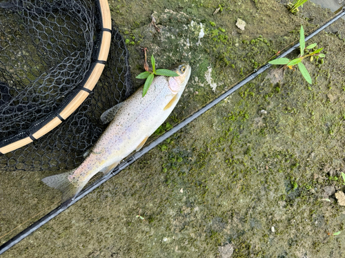 ニジマスの釣果