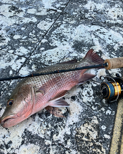 ゴマフエダイの釣果