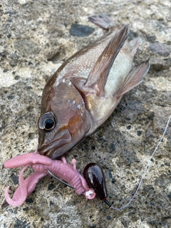 ガヤの釣果