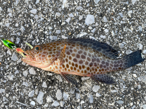 オオモンハタの釣果