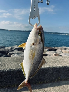 ショゴの釣果