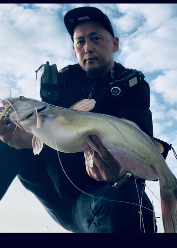 アメリカナマズの釣果