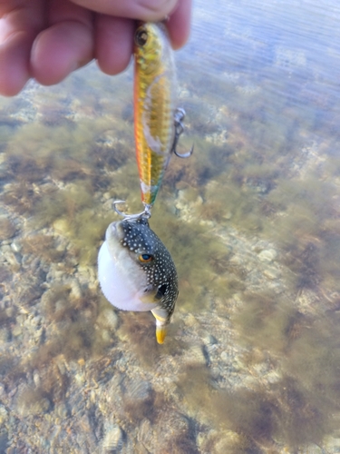 クサフグの釣果