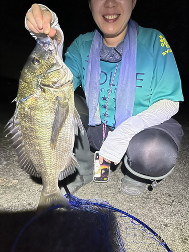 クロダイの釣果