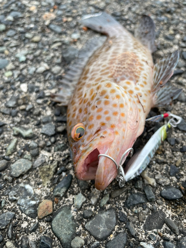 オオモンハタの釣果