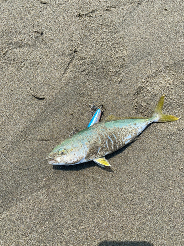 ワカシの釣果