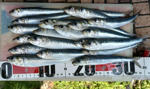 イワシの釣果