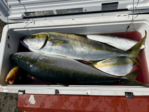 ヒラマサの釣果