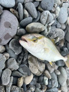 ショゴの釣果