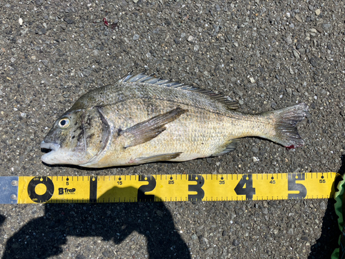 クロダイの釣果