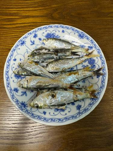 サッパの釣果