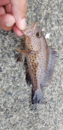 オオモンハタの釣果