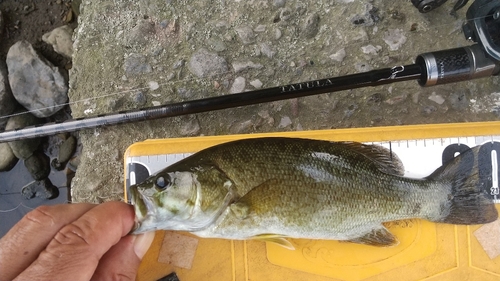 スモールマウスバスの釣果