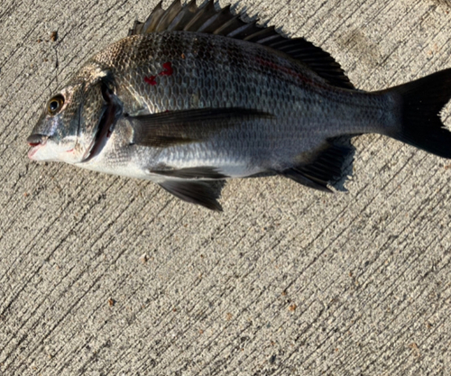 チヌの釣果