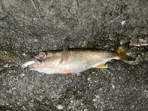 クロムツの釣果