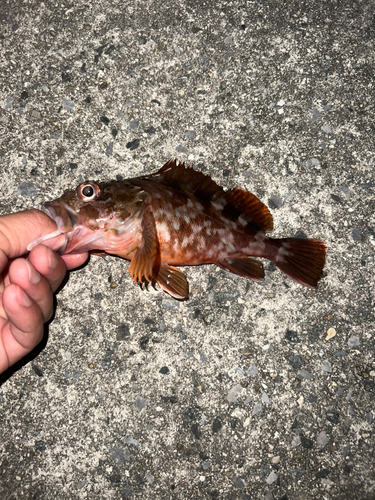 カサゴの釣果