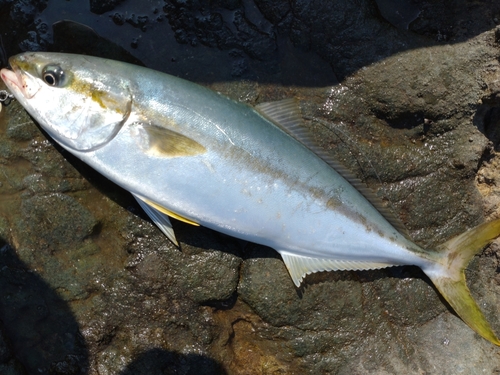 ヒラマサの釣果