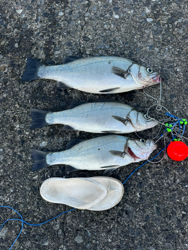 ヒラスズキの釣果