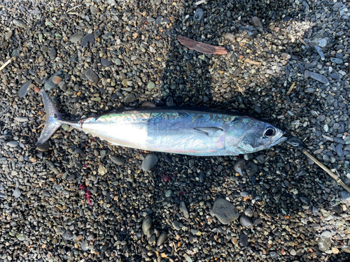 カツオの釣果