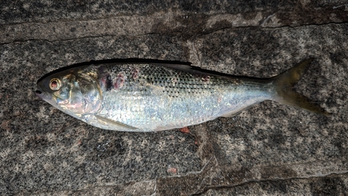 コノシロの釣果